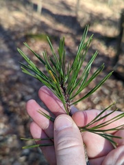 Pinus virginiana