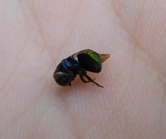 Chrysididae