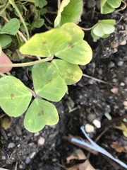 Medicago arabica