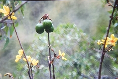 Cochlospermum gillivraei