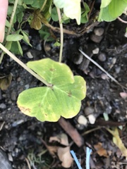 Medicago arabica
