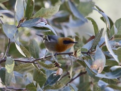 Peucedramus taeniatus
