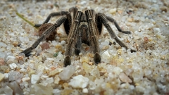 Ceratogyrus dolichocephalus