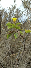 Cordia lutea