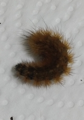 Phragmatobia