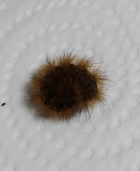 Phragmatobia