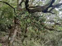 Peraxilla colensoi