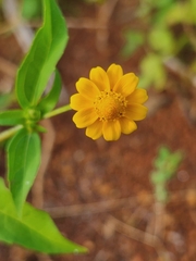 Melampodium