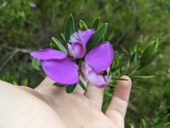 Polygala myrtifolia