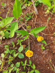 Melampodium