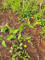 Melampodium