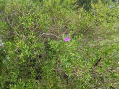 Polygala myrtifolia