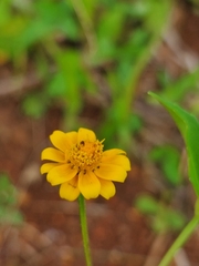 Melampodium