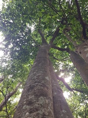 Acronychia wilcoxiana