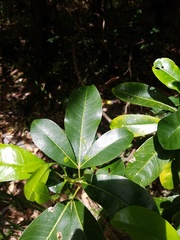 Acronychia wilcoxiana