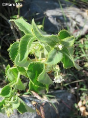 Croton ciliatoglandulifer