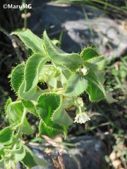 Croton ciliatoglandulifer
