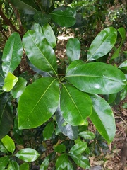 Acronychia wilcoxiana