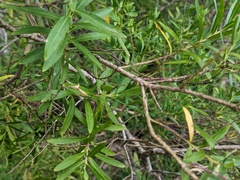 Polygala myrtifolia