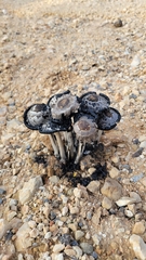 Montagnea arenaria