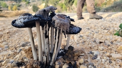 Montagnea arenaria
