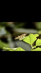 Odina hieroglyphica ortina