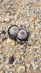 Montagnea arenaria