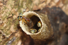 Tetragonisca angustula