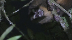 Aotus lemurinus