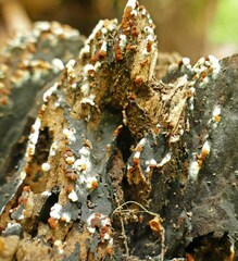 Botryobasidium aureum