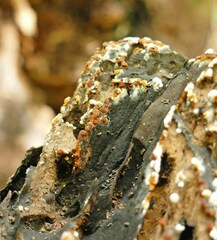 Botryobasidium aureum