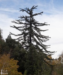 Pseudotsuga macrocarpa