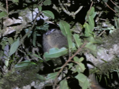 Aotus lemurinus