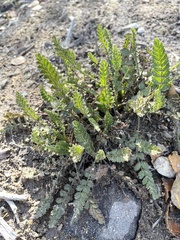 Horkelia cuneata