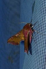 Deilephila porcellus