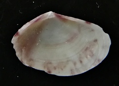 Semele bellastriata