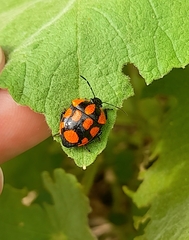 Stiretrus decastigmus