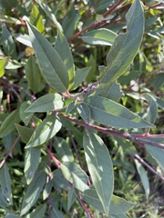 Frangula californica