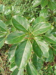 Citharexylum