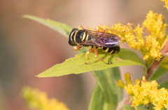 Ectemnius decemmaculatus