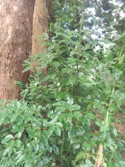 Citharexylum