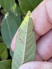 Stigmella rhamnella