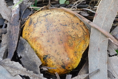 Pisolithus arhizus