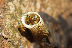 Tetragonisca angustula