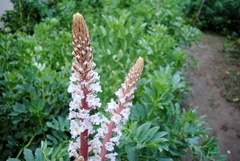 Orobanche crenata