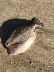 Anoplocapros inermis