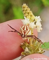 Runcinioides argenteus