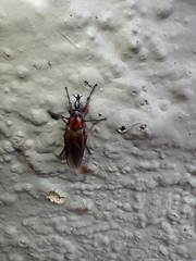 Dilophus nigrostigma