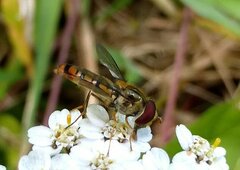 Episyrphus balteatus