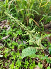 Amaranthus viridis
